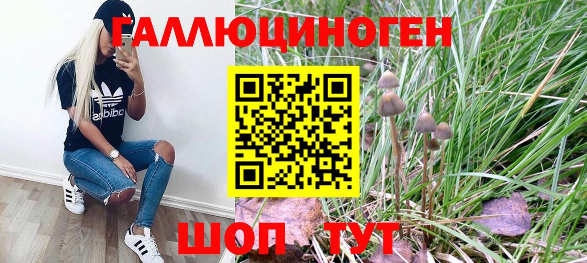 купить наркотики сайты  Псилоцибиновые грибы Psilocybine cubensis  Вход с VPN  Геленджик 